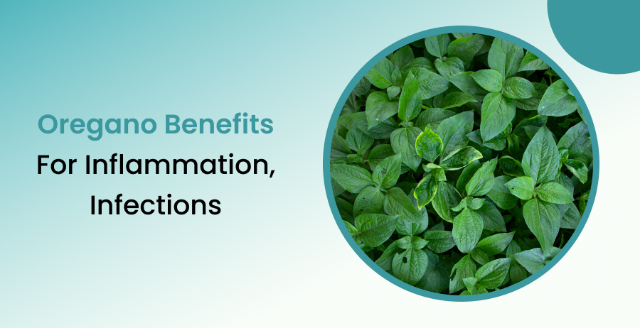 Oregano